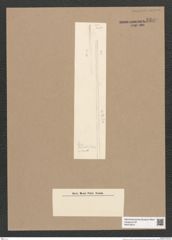 Synedra sp. (de-Toni-Nr.: Genus 66) Zeichnungen Sammlung Grunow Nr. 5389 (NHMW-BOT-W0373819)